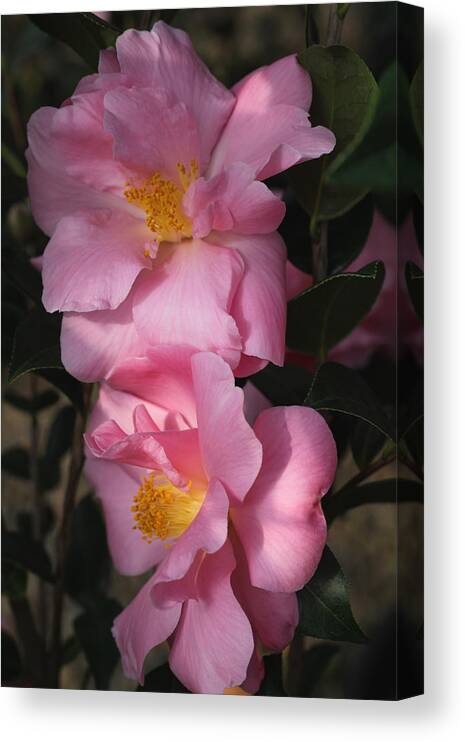 Flowers Canvas Print featuring the photograph Pink Parfait by Tammy Pool