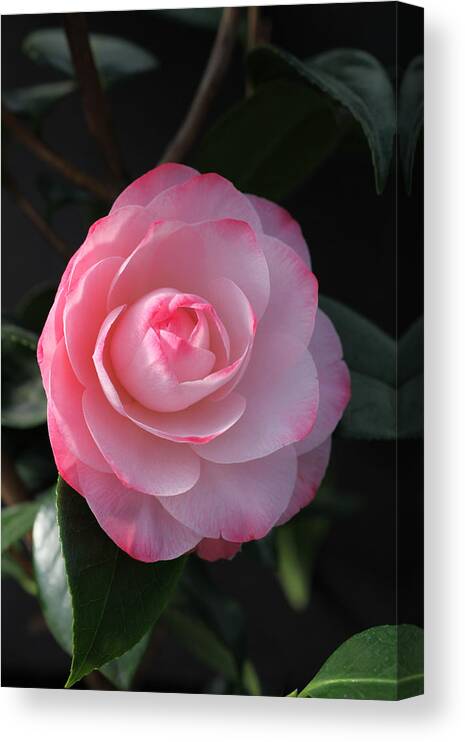 Flower Canvas Print featuring the photograph Pink Petals Camellia by Tammy Pool