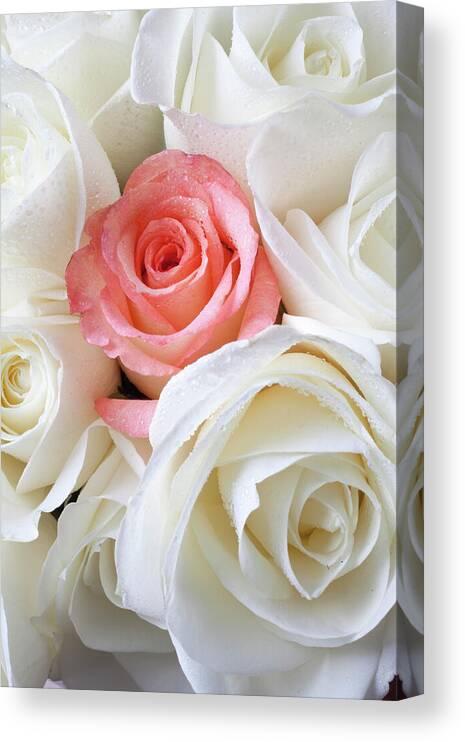 Pink Rose White Roses Canvas Print featuring the photograph Pink rose among white roses by Garry Gay