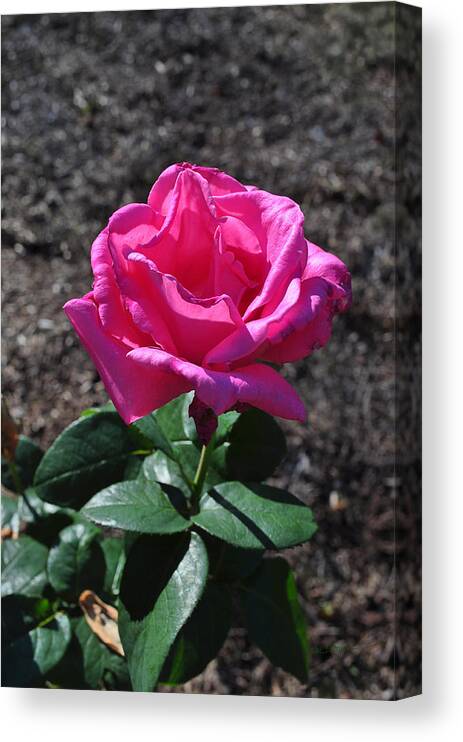 Rose Canvas Print featuring the photograph Pink Rose by Luke Moore