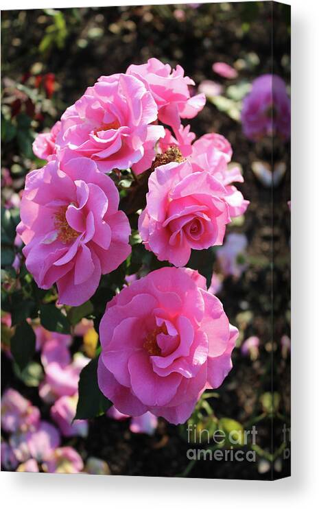 Pink Roses Canvas Print featuring the photograph Pink Roses in Sunlight by Carol Groenen