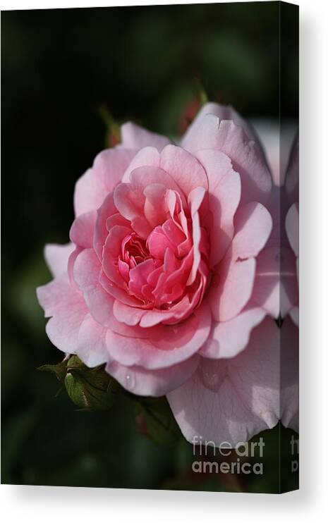 Floribunda Rose Canvas Print featuring the photograph Pink Shades Of Rose by Joy Watson