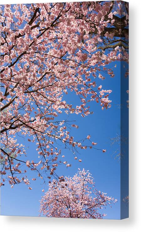 Pink Canvas Print featuring the photograph Pink trees in full bloom in spring by Matthias Hauser