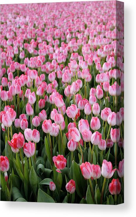 Tulips Canvas Print featuring the photograph Pink Tulips- photograph by Linda Woods