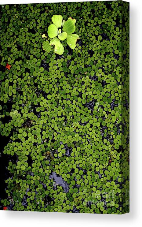 Plant Canvas Print featuring the photograph Pond Plants . 7D5701 by Wingsdomain Art and Photography