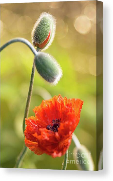 Minnesota Canvas Print featuring the photograph Poppy Blooms by Ernesto Ruiz