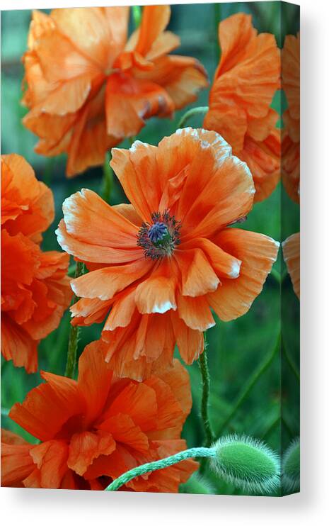 Papaver Somniferum. Opium Canvas Print featuring the photograph Poppy Fields by Angelina Tamez