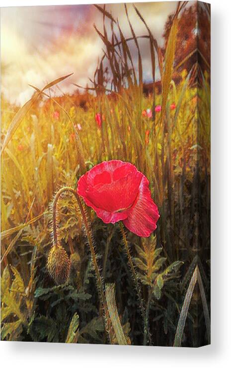 Appalachia Canvas Print featuring the photograph Poppy in the Light of Dawn by Debra and Dave Vanderlaan