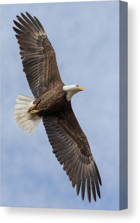 Bald Eagle Canvas Print featuring the photograph Portrait of Freedom's Flight by Tony Hake