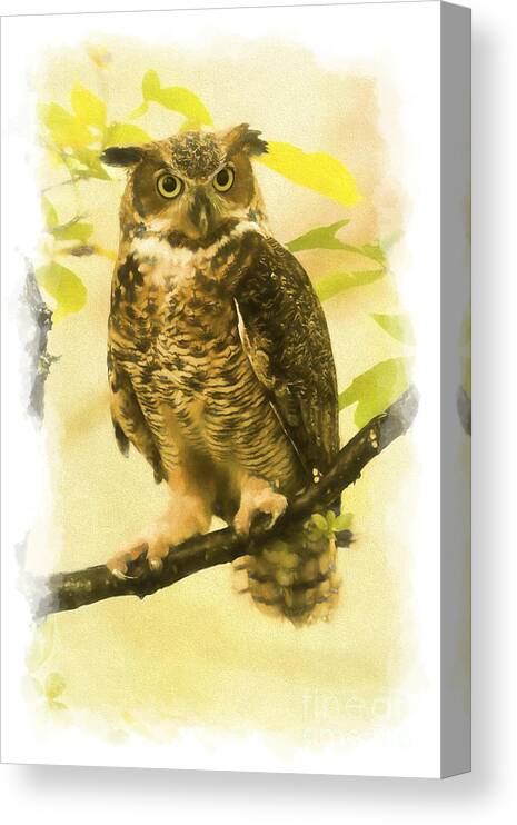 Bird Of Prey Canvas Print featuring the photograph Portrait of Great Horned Owl  paintography by Dan Friend