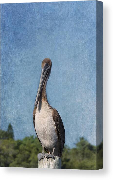 Pelican Canvas Print featuring the photograph Posing Pelican by Kim Hojnacki