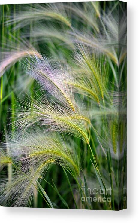 Nature Canvas Print featuring the photograph Prairie Wind by Deb Halloran