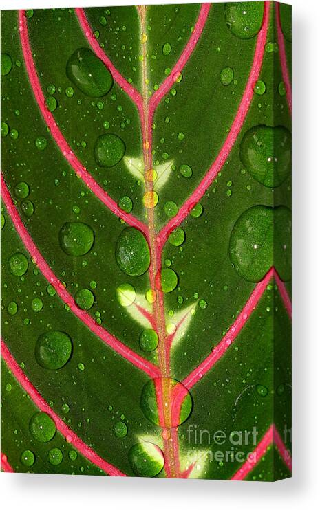 Nature Canvas Print featuring the photograph Prayer Plant Vertical by Karen Adams