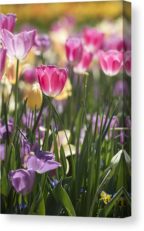 Tulips Canvas Print featuring the photograph Pretty in Pink Tulips by Jeanne May
