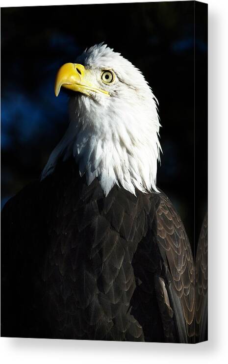  Canvas Print featuring the photograph Pride and Power by Kristal Kraft
