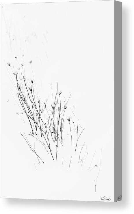 Snow; Plants; Winter; Minimalist; Bleak; Harsh; Nature; Simplicity; Cold; Frozen; Black And White; Photography; No One; Nobody; Art; Dee Browning; Dee Browning Photography; Zen; Meditative; Contemplating; Contemporary Canvas Print featuring the photograph Procession by Dee Browning