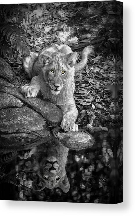 Crystal Yingling Canvas Print featuring the photograph Prowler Reflection by Ghostwinds Photography
