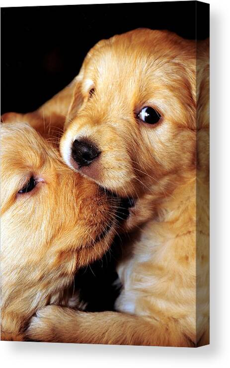 Puppy. Puppies Canvas Print featuring the photograph Puppy Love by Laura Mountainspring