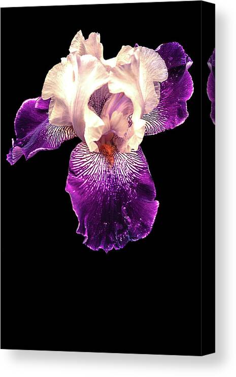 Iris Canvas Print featuring the photograph Purple and White Iris by Mike Stephens