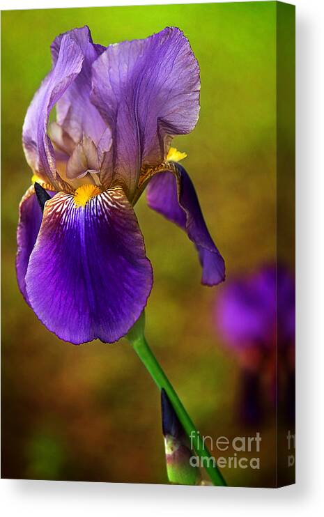 Purple Bearded Iris Print Canvas Print featuring the photograph Purple Bearded Iris Print by Gwen Gibson