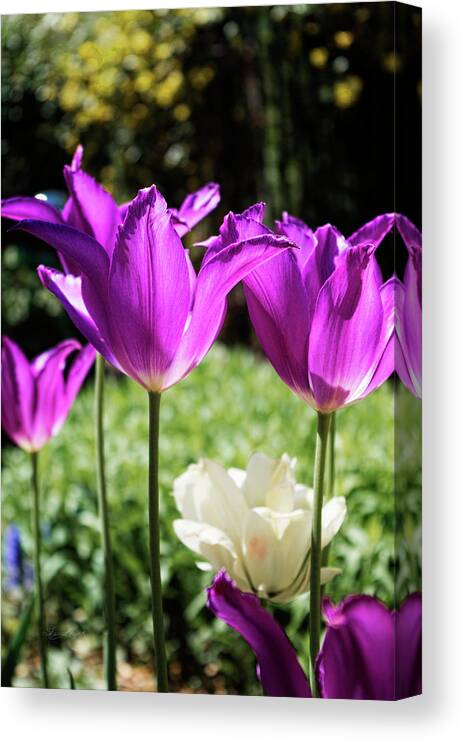 Sharon Popek Canvas Print featuring the photograph Purple Cups by Sharon Popek