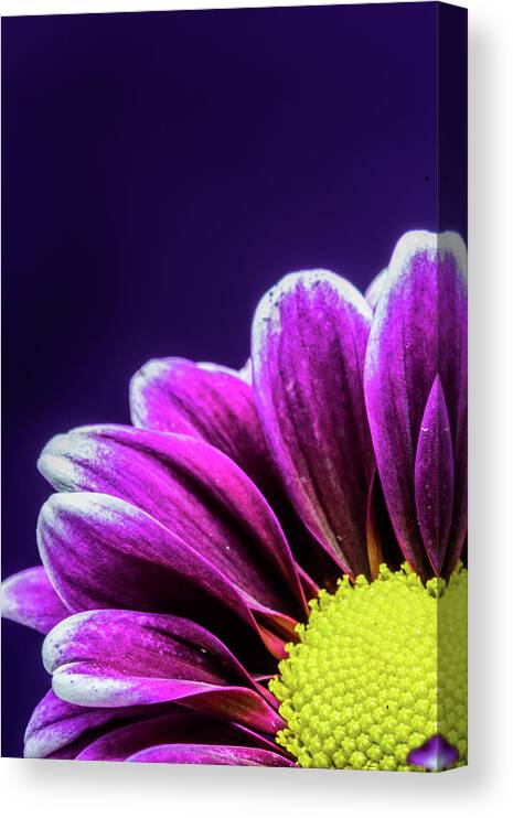 Daisy Canvas Print featuring the photograph Purple Daisy Being Shy by Tammy Ray