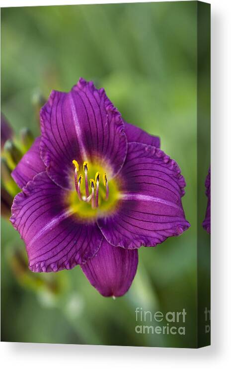 Flower Canvas Print featuring the photograph Purple Daze by Douglas Kikendall