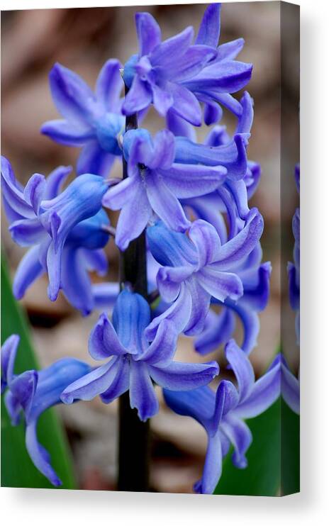 Digital Photography Canvas Print featuring the photograph Purple Hyacinth by David Lane