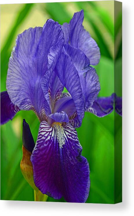 Purple Iris Canvas Print featuring the photograph Purple Iris by Lisa Phillips