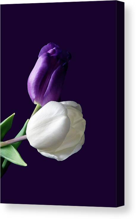 Tulip Canvas Print featuring the photograph Purple by Johanna Hurmerinta