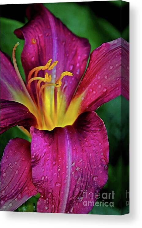 Purple Canvas Print featuring the photograph Purple Lily with Raindrops by Patricia Strand