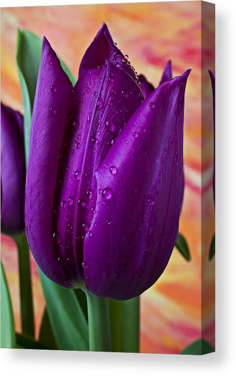 Purple Tulip Canvas Print featuring the photograph Purple Tulip by Garry Gay