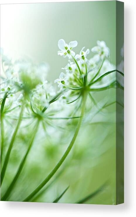 Nature Canvas Print featuring the photograph Queen Anne's Lace by Jane Melgaard