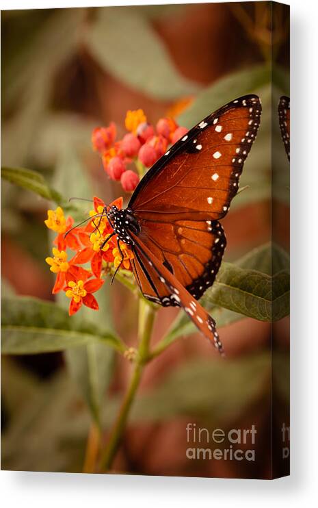 Butterfly Canvas Print featuring the photograph Queen Butterfly on Flowers by Ana V Ramirez