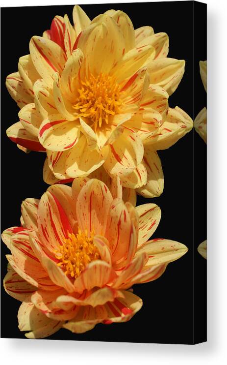 Flower Canvas Print featuring the photograph Quite The Pair by Kat Dee