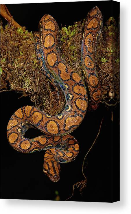 Mp Canvas Print featuring the photograph Rainbow Boa Epicrates Cenchria Cenchria by Pete Oxford