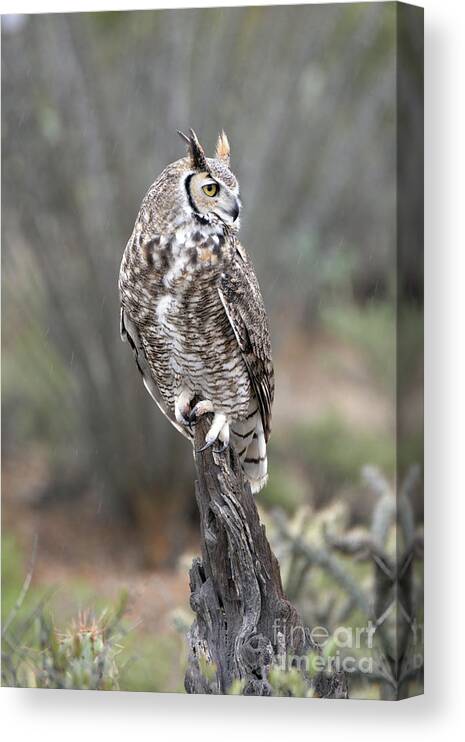 Denise Bruchman Canvas Print featuring the photograph Rainy Day Owl by Denise Bruchman