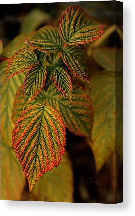 Alaska Canvas Print featuring the photograph Raspberry Leaves by Fred Denner