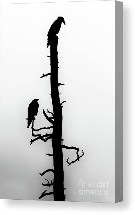 Raven Canvas Print featuring the photograph Raven's Wood by Jim Garrison