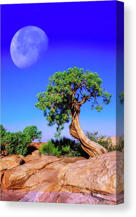 Moon Canvas Print featuring the photograph Reaching for the Moon by Mike Stephens
