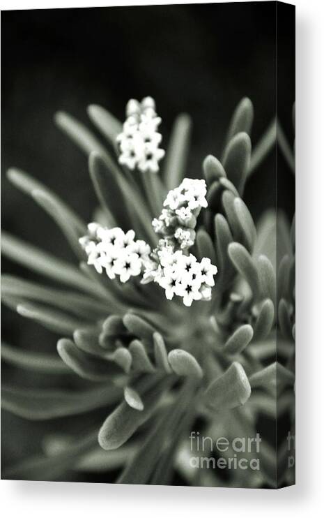 Reaching Out Canvas Print featuring the photograph Reaching Out by Darla Wood