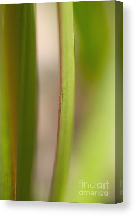 Blur Canvas Print featuring the photograph Red And Green Leaves by Tomas del Amo - Printscapes