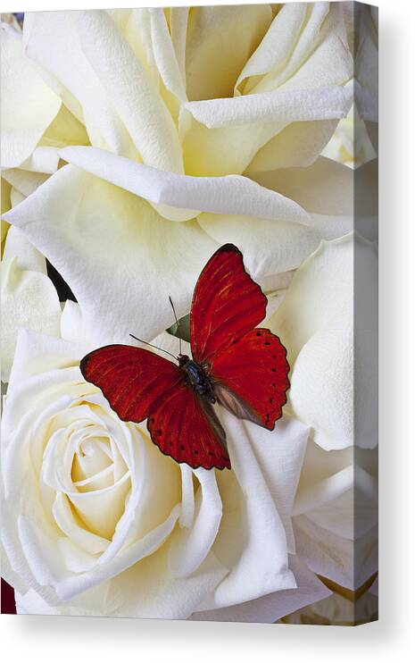 Red Canvas Print featuring the photograph Red butterfly on white roses by Garry Gay