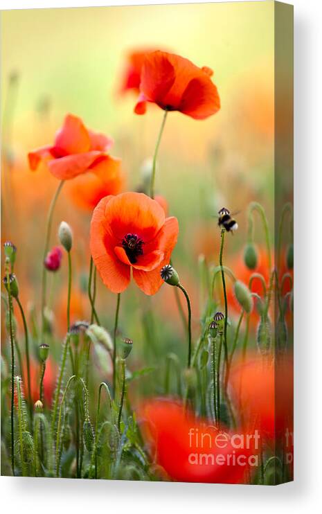 Poppy Canvas Print featuring the photograph Red Corn Poppy Flowers 06 by Nailia Schwarz