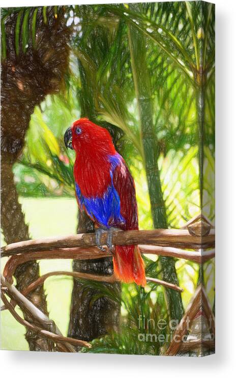 Hawaii Canvas Print featuring the photograph Red Eclectus Parrot by Sue Melvin