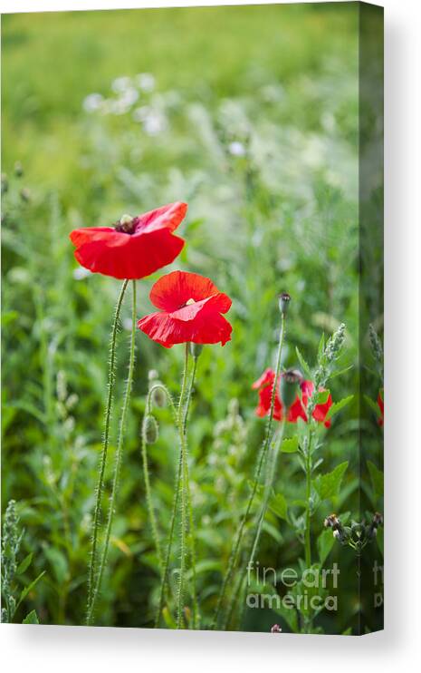 Wall Canvas Print featuring the photograph Red field poppies by Sophie McAulay