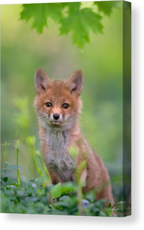 Fox Canvas Print featuring the photograph Red Fox Pup by Nick Kalathas