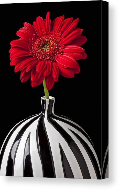 Red Canvas Print featuring the photograph Red Gerbera Daisy by Garry Gay