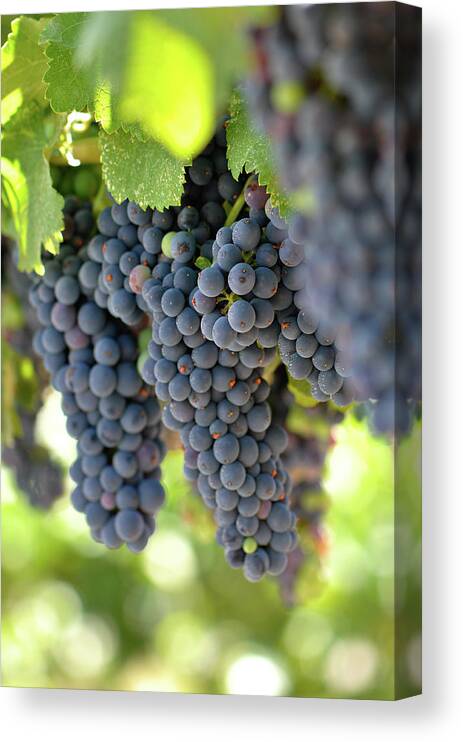Green Canvas Print featuring the photograph Red Grapes on the Vine by Brandon Bourdages