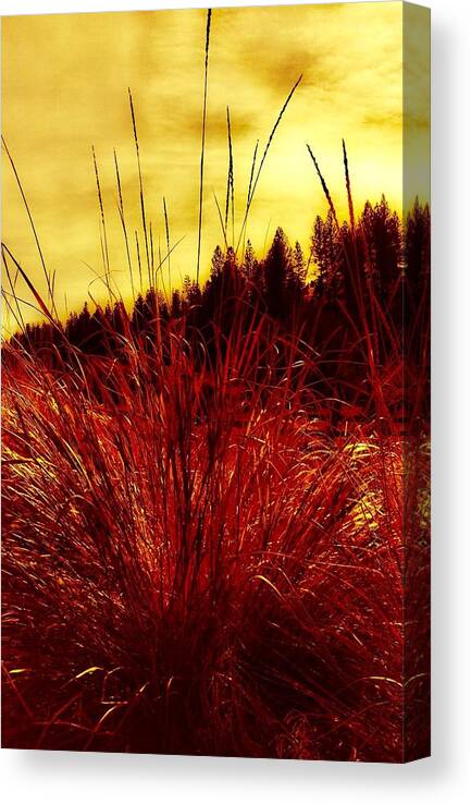 Fall Canvas Print featuring the photograph Red Grass by Jennifer Lake
